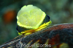 Remora. by Miguel Cortes 